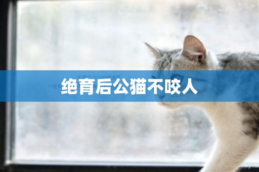 絕育后公貓不咬人