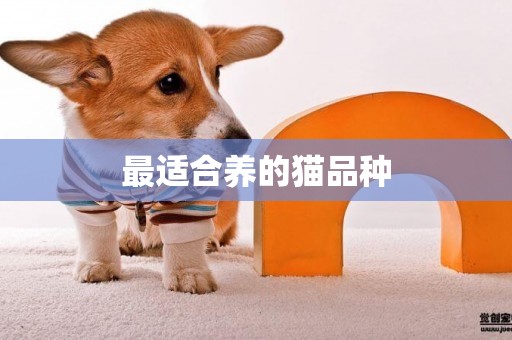 最適合養的貓品種