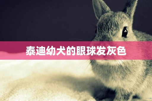 泰迪幼犬的眼球發灰色