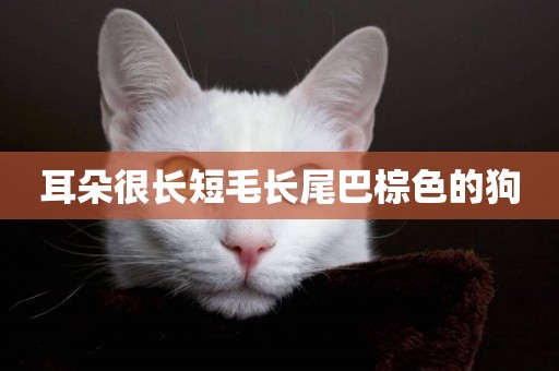 耳朵很長短毛長尾巴棕色的狗