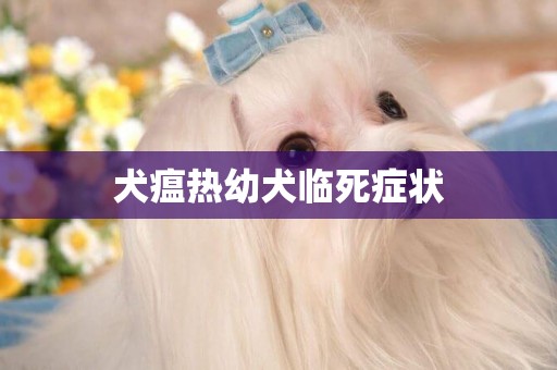 犬瘟熱幼犬臨死癥狀