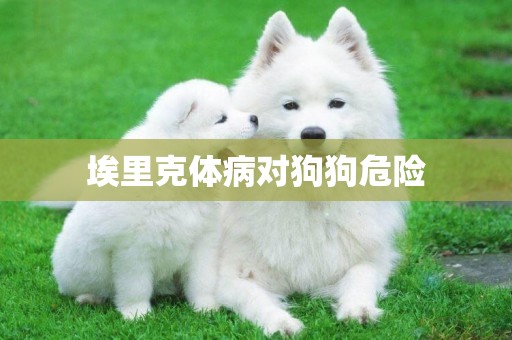埃里克體病對狗狗危險