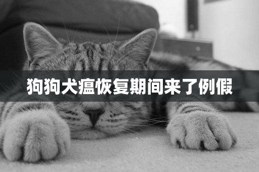 狗狗犬瘟恢復期間來了例假