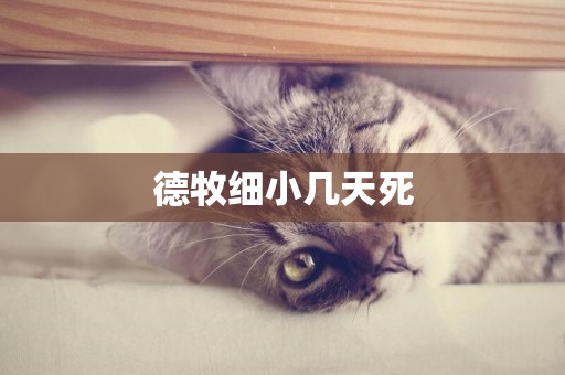 德牧細小幾天死