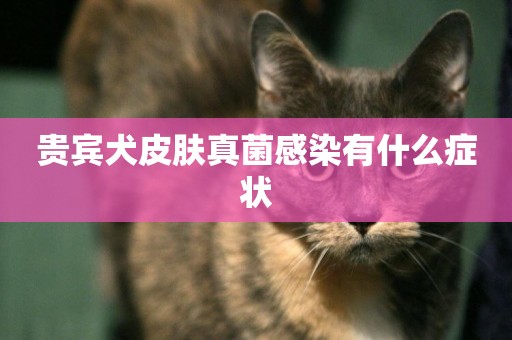 貴賓犬皮膚真菌感染有什么癥狀