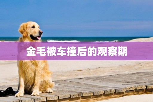 金毛被車撞后的觀察期