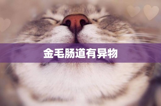 金毛腸道有異物