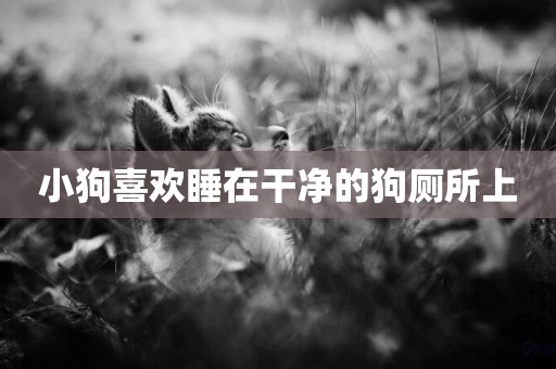 小狗喜歡睡在干凈的狗廁所上