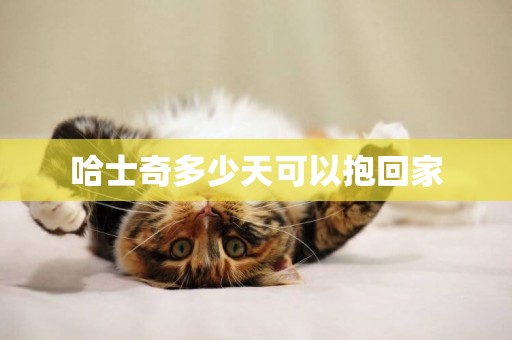 哈士奇多少天可以抱回家