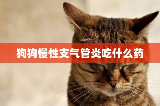 狗狗慢性支氣管炎吃什么藥