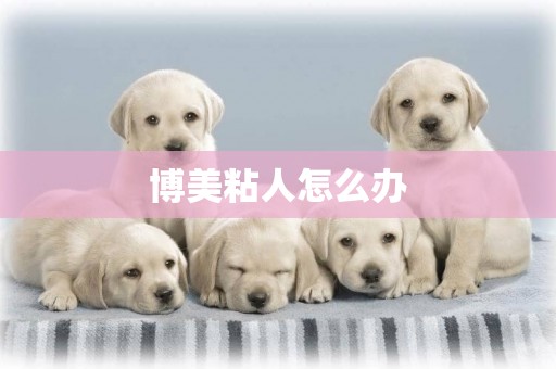 博美粘人怎么辦