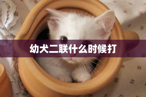 幼犬二聯什么時候打