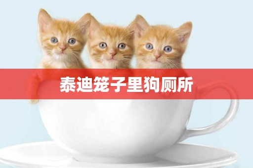 泰迪籠子里狗廁所