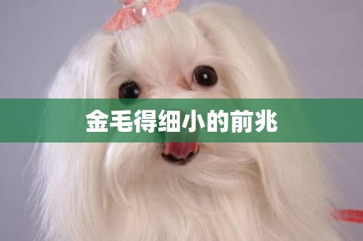 金毛得細小的前兆