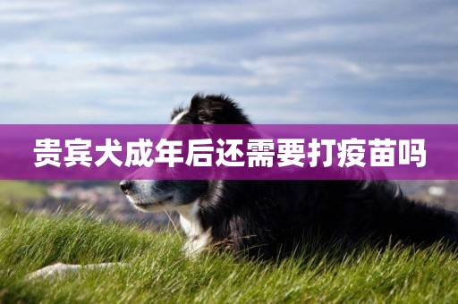 貴賓犬成年后還需要打疫苗嗎