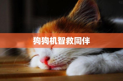 狗狗機智救同伴