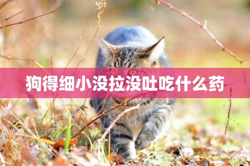 狗得細小沒拉沒吐吃什么藥