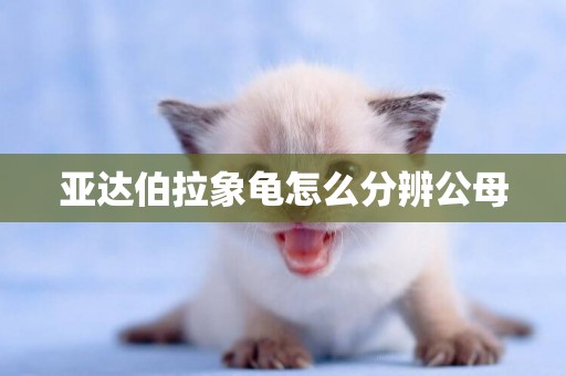 亞達伯拉象龜怎么分辨公母
