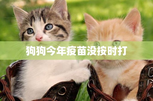 狗狗今年疫苗沒按時打