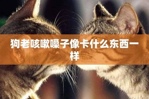 狗老咳嗽嗓子像卡什么東西一樣