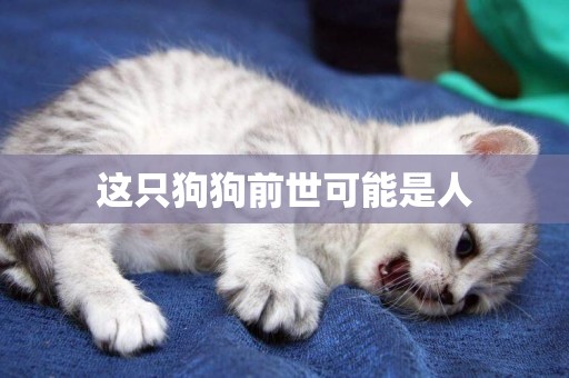 這只狗狗前世可能是人
