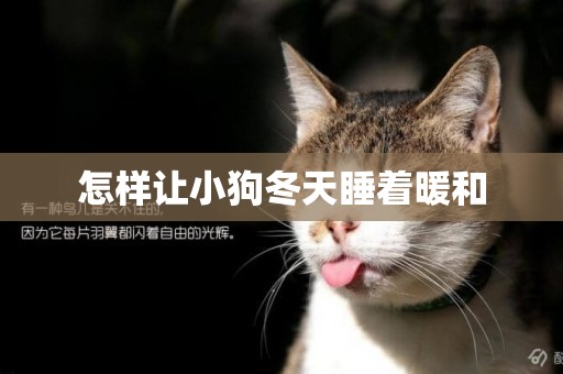 怎樣讓小狗冬天睡著暖和
