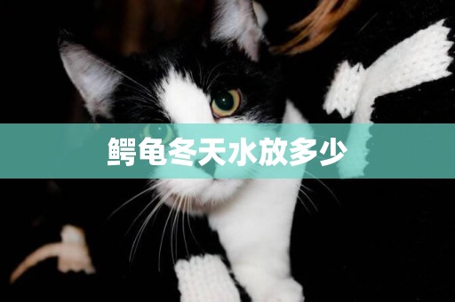 鱷龜冬天水放多少