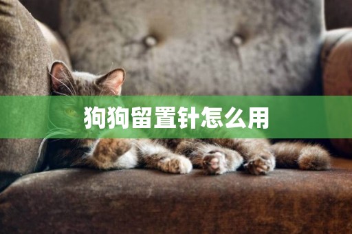 狗狗留置針怎么用