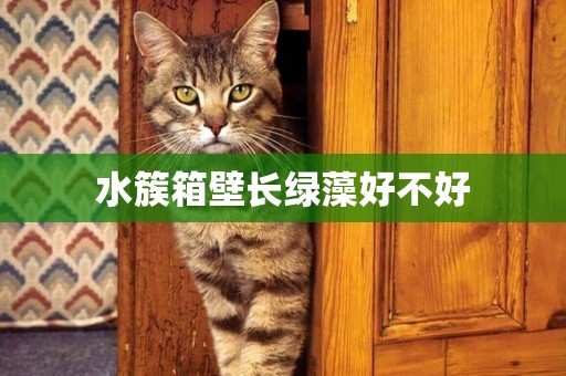水簇箱壁長綠藻好不好