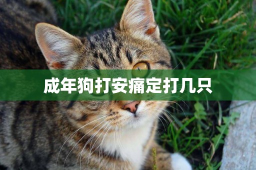 成年狗打安痛定打幾只
