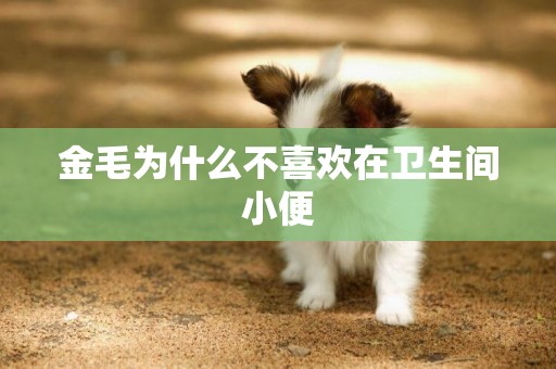 金毛為什么不喜歡在衛生間小便