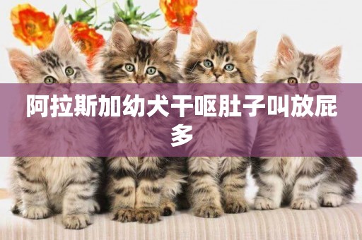 阿拉斯加幼犬干嘔肚子叫放屁多