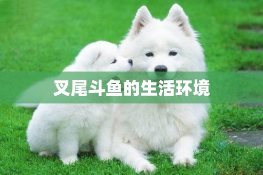 叉尾斗魚的生活環境
