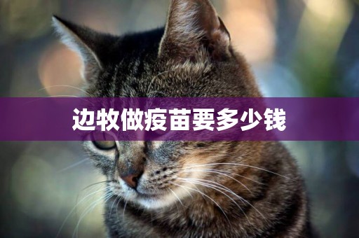 邊牧做疫苗要多少錢