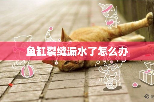 魚缸裂縫漏水了怎么辦