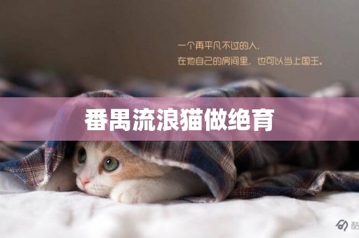 番禺流浪貓做絕育
