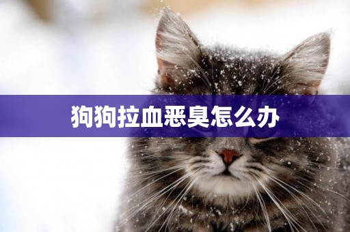 狗狗拉血惡臭怎么辦