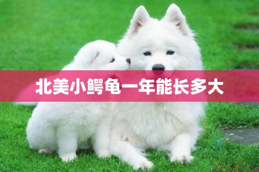 北美小鱷龜一年能長多大