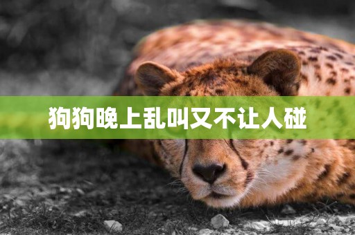 狗狗晚上亂叫又不讓人碰