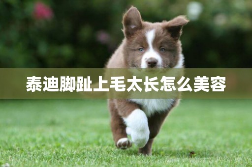泰迪腳趾上毛太長怎么美容