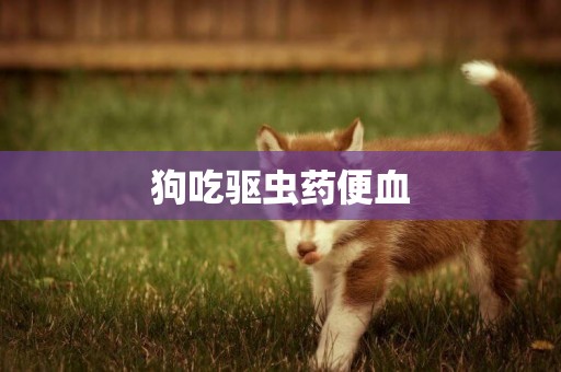狗吃驅蟲藥便血