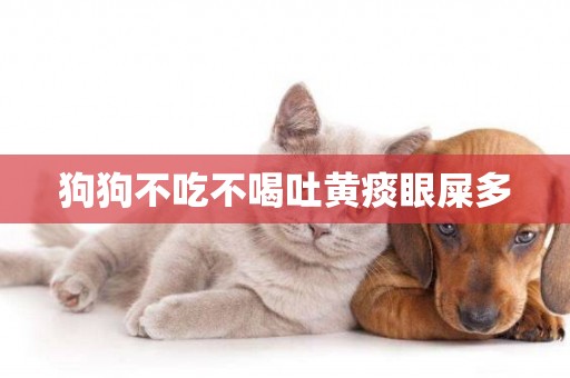 狗狗不吃不喝吐黃痰眼屎多