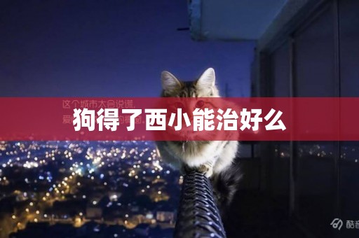 狗得了西小能治好么