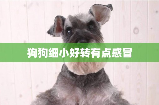 狗狗細小好轉有點感冒