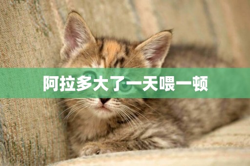 阿拉多大了一天喂一頓