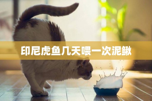印尼虎魚幾天喂一次泥鰍