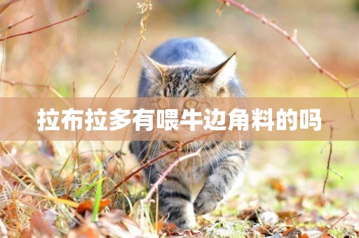 拉布拉多有喂牛邊角料的嗎
