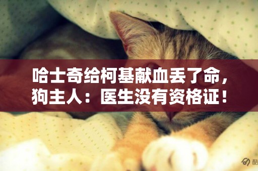 哈士奇給柯基獻血丟了命，狗主人：醫生沒有資格證！