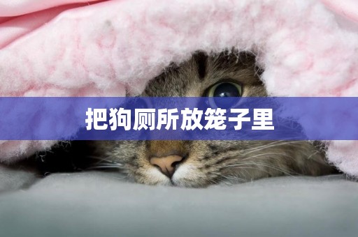 把狗廁所放籠子里