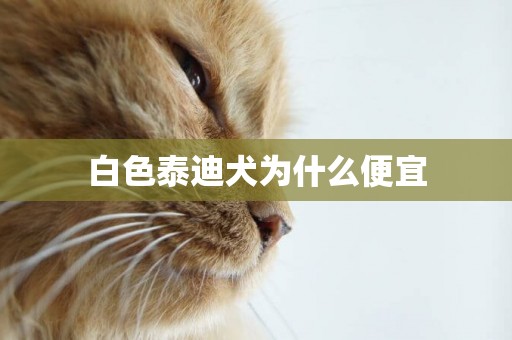 白色泰迪犬為什么便宜